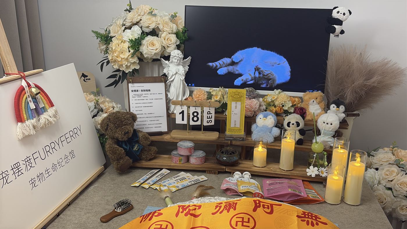 猫咪离世后怎么办？福州猫主子告别指南